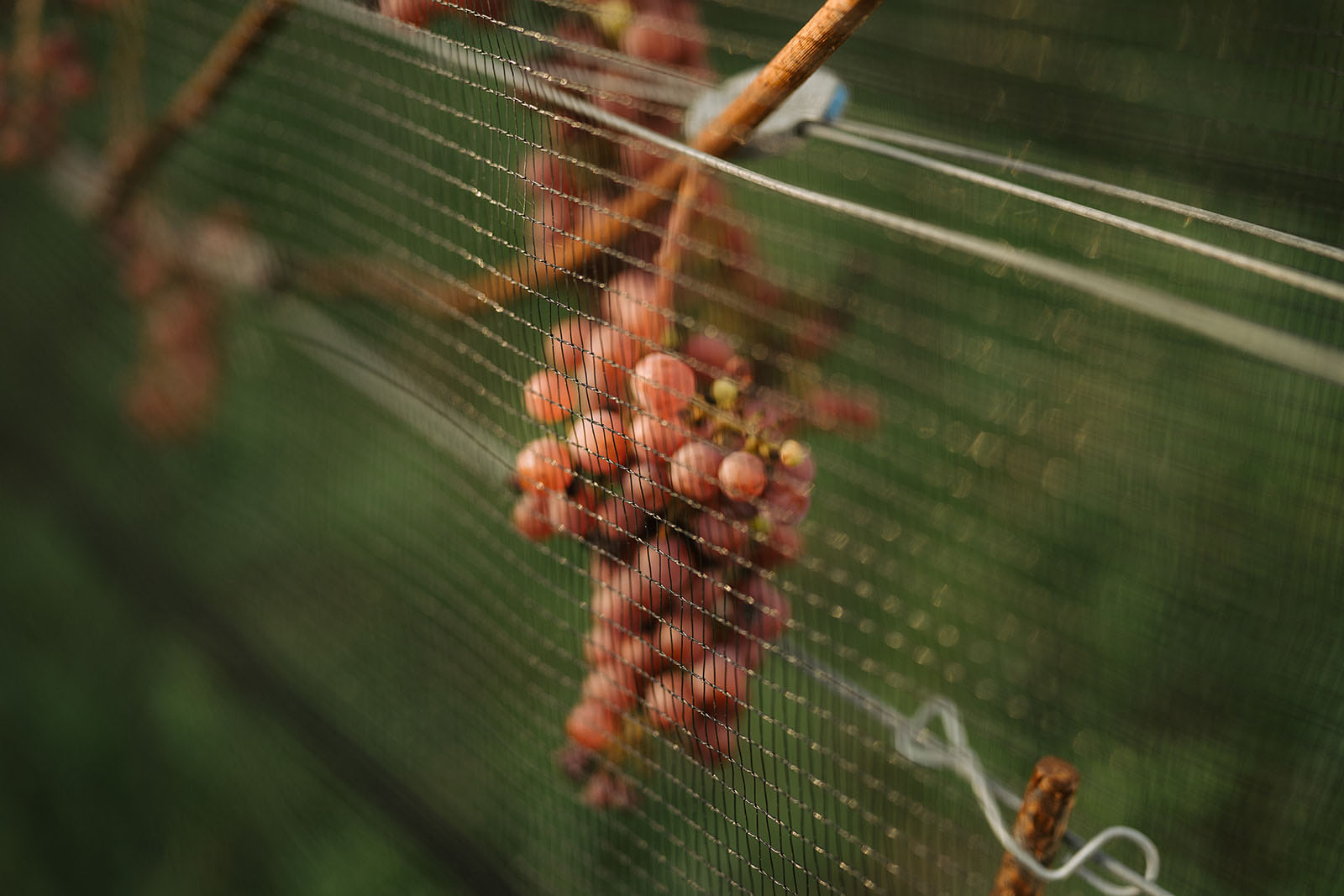 Engagement Photoshooting Spiez Berner Oberland